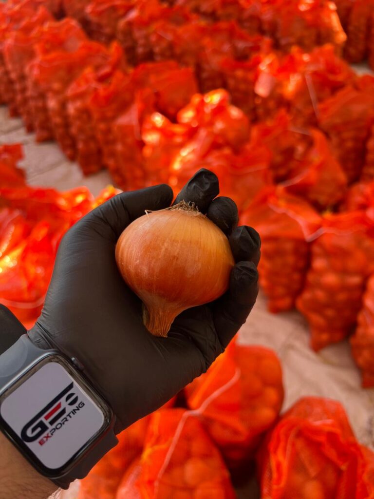 Top Quality of onions from GEO FARMS EGYPT