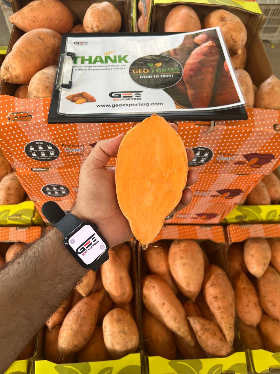 Bellevue Sweet Potatoes - Exported from Egypt