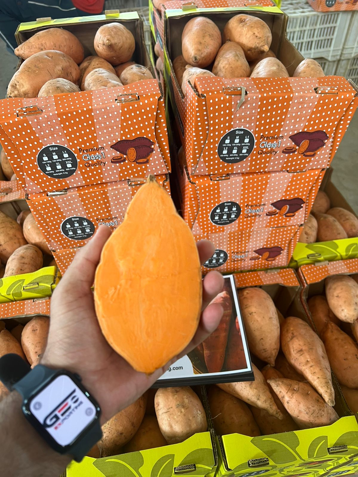 Delicious Bellevue Sweet Potatoes from Egypt