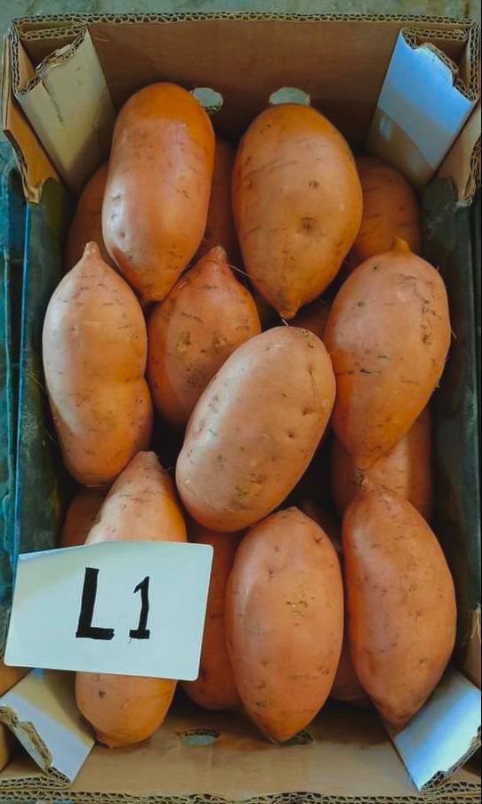Freshly Harvested Egyptian Sweet Potatoes