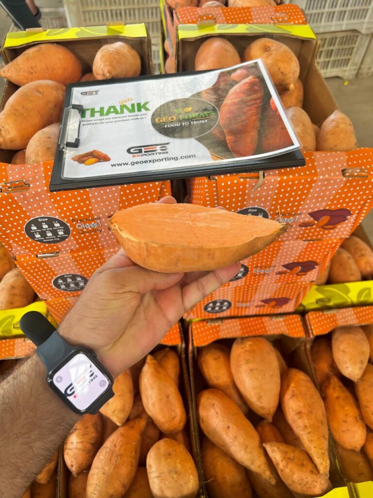 Quality Egyptian Sweet Potatoes for Import