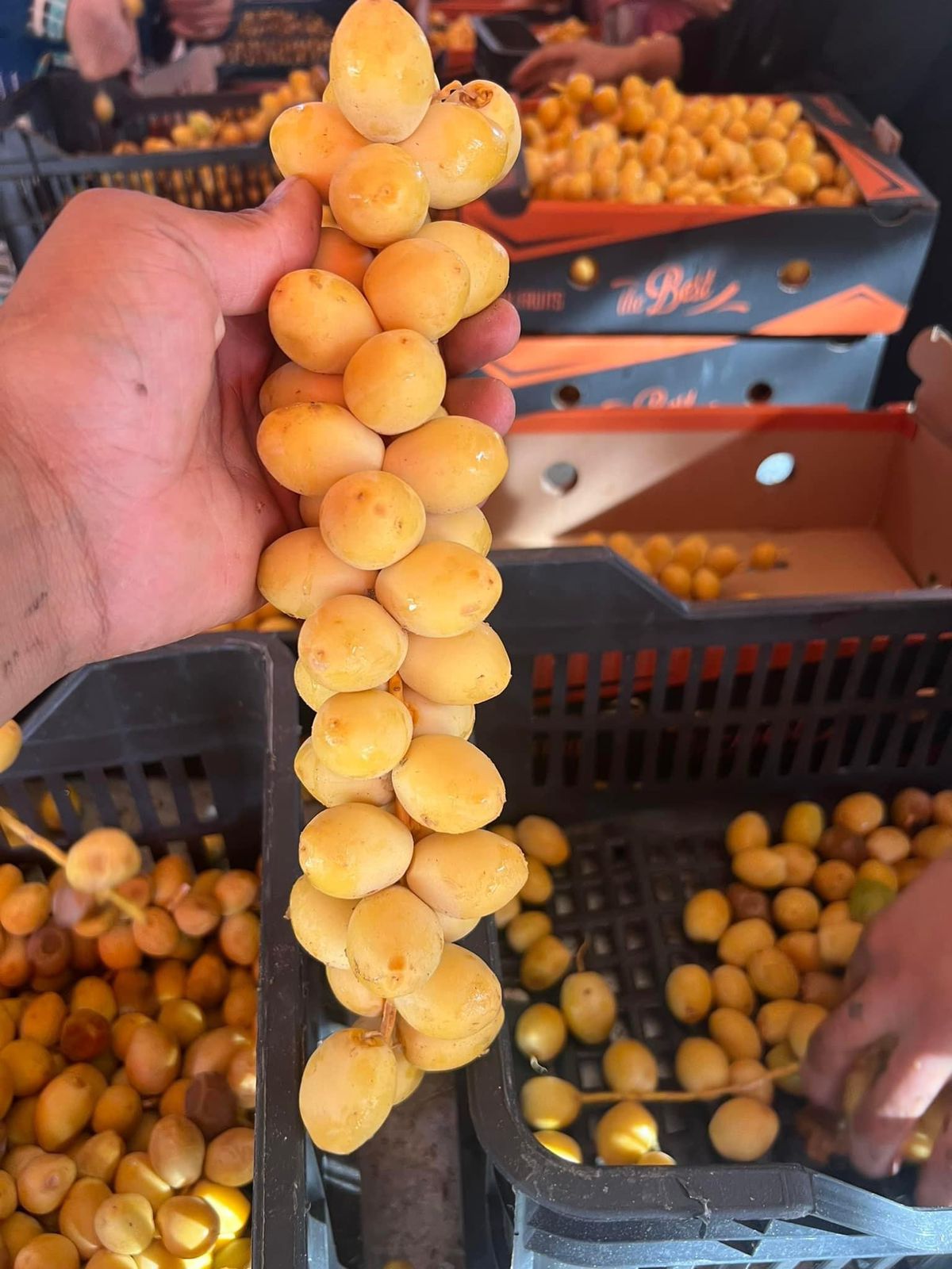 Egyptian Barhi Dates | Fresh Fruits