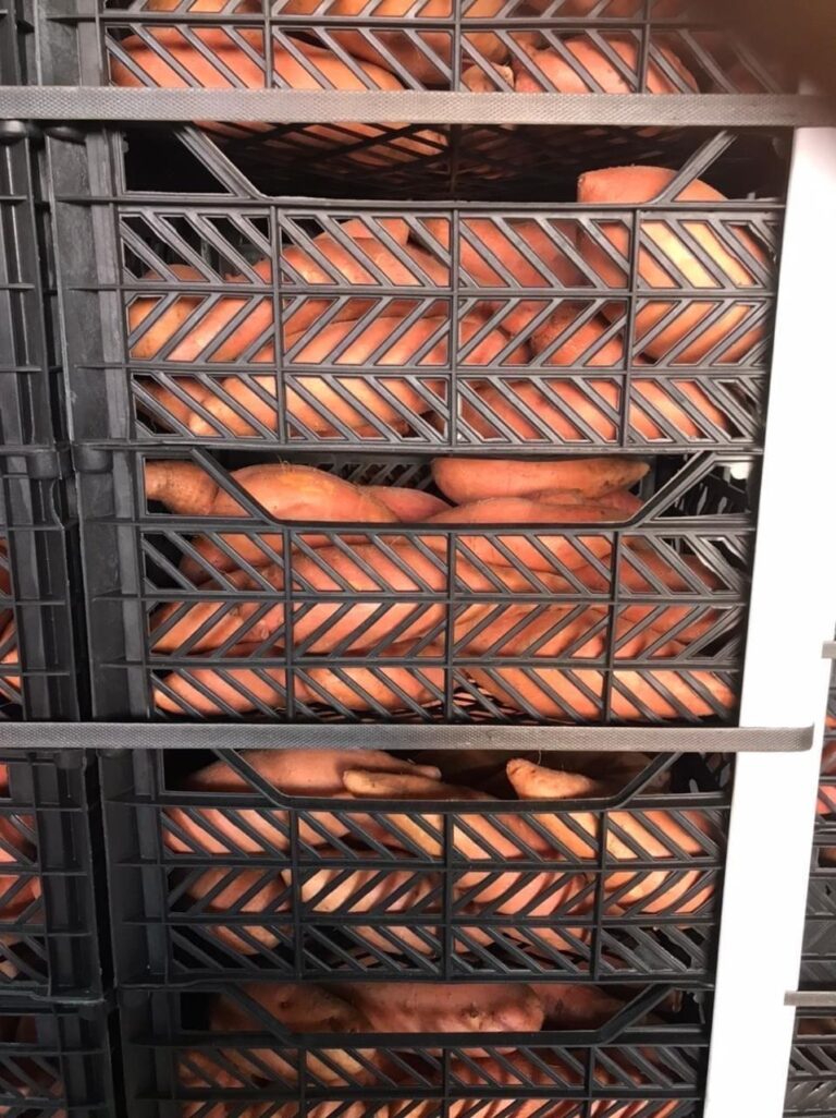 Best-Egyptian-Sweet-Potatoes-Quality