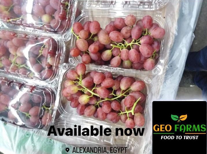 Seedless Grapes - Export Quality