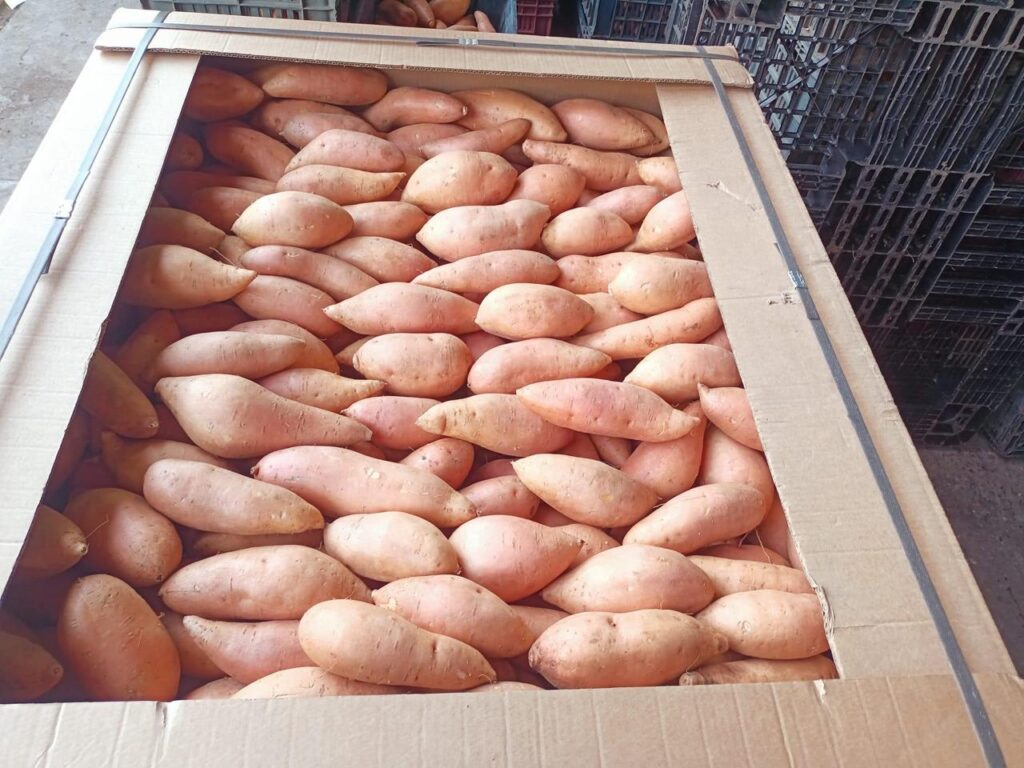 Import Egyptian Sweet Potatoes