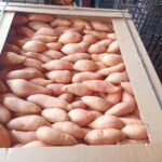 Egyptian-Sweet-Potatoes-Farm-Fresh