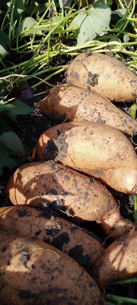 GEO EXPORTING Sweet Potato Cultivation