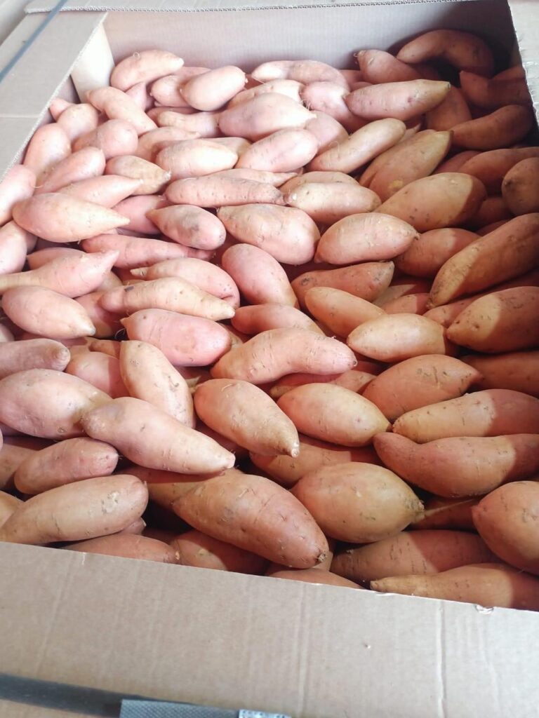 Import Egyptian Sweet Potatoes