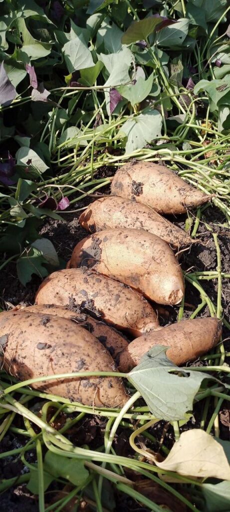 Healthy-Egyptian-Sweet-Potatoes