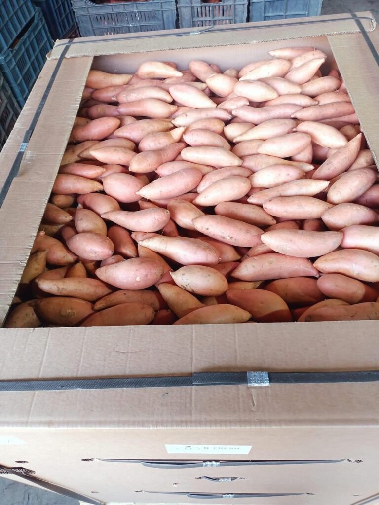 Import Egyptian Sweet Potatoes