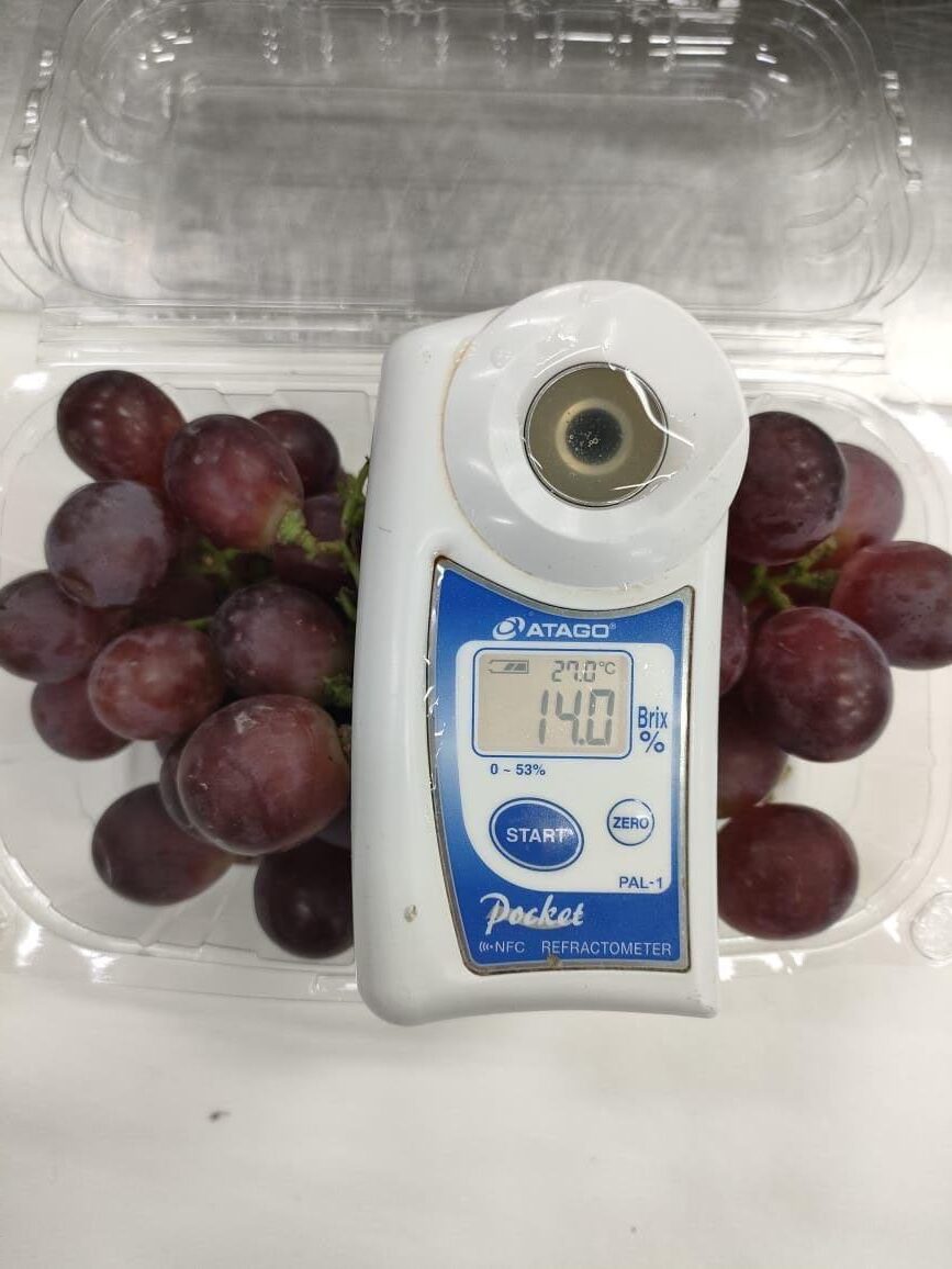 High-Quality Grapes from Egypt