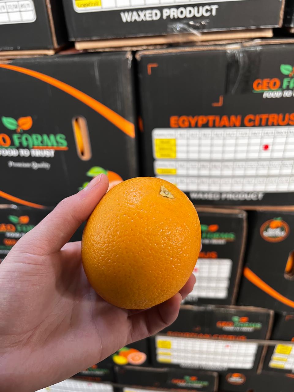 Premium Quality Of Oranges
