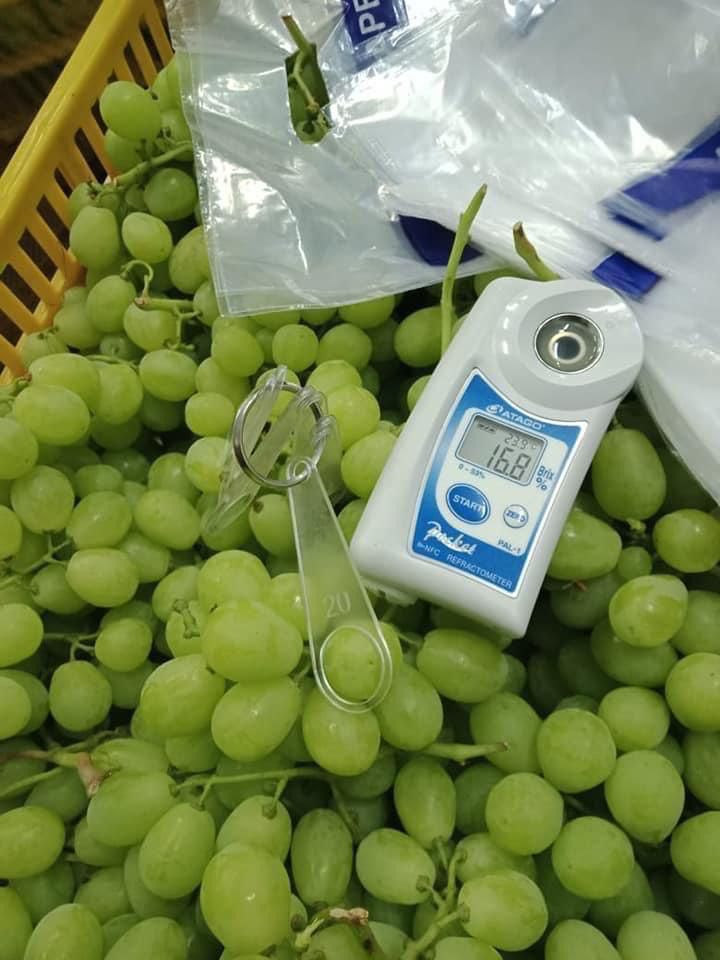 Superior Seedless Grapes - Fresh from Egypt