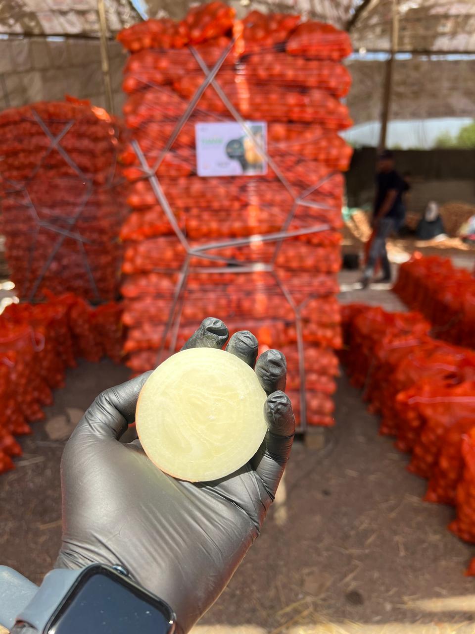 egypt-onion-quality-export