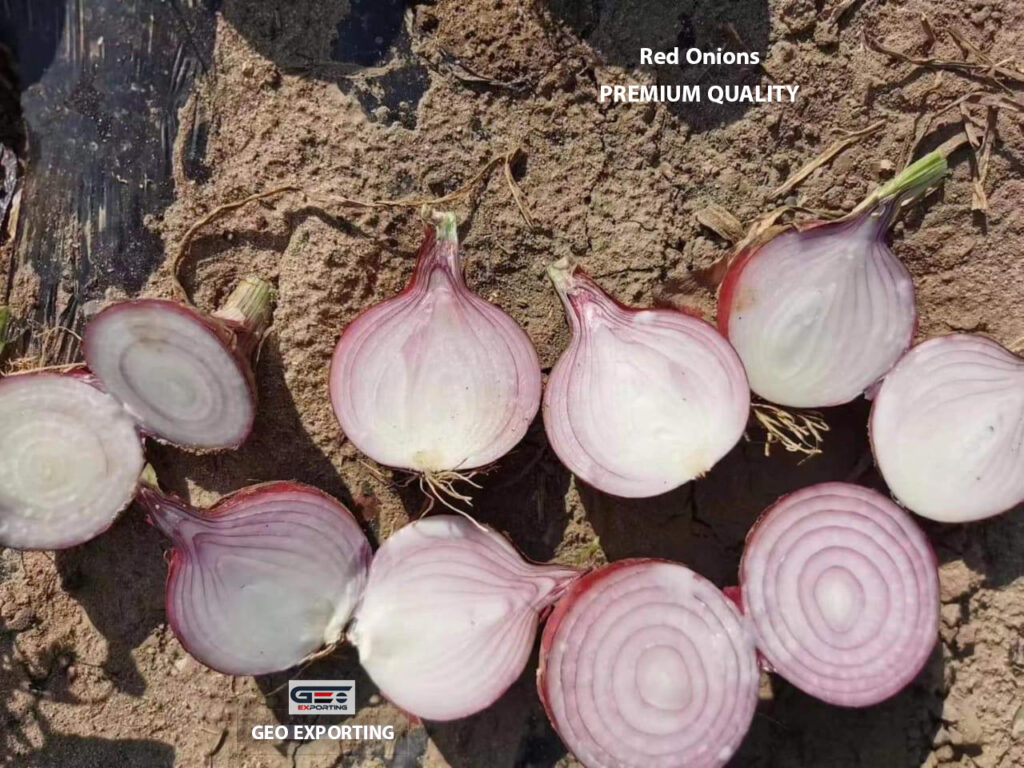 export-quality-red-onion-egypt