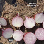 export-quality-red-onion-egypt