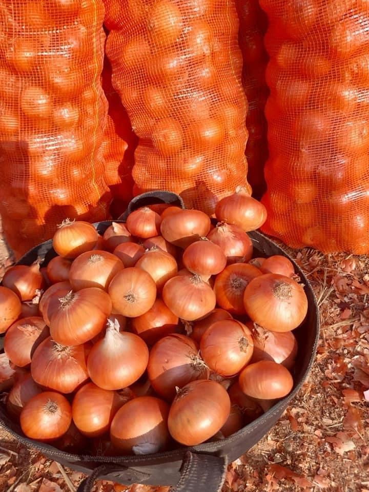 geo-egypt-golden-onion-exporter