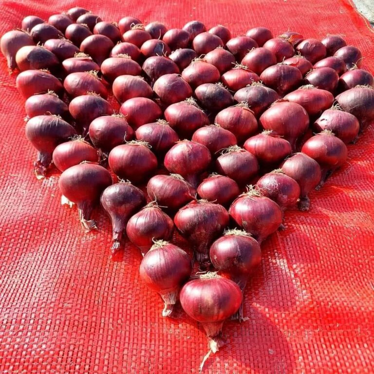 geo-farms-egypt-red-onion-export