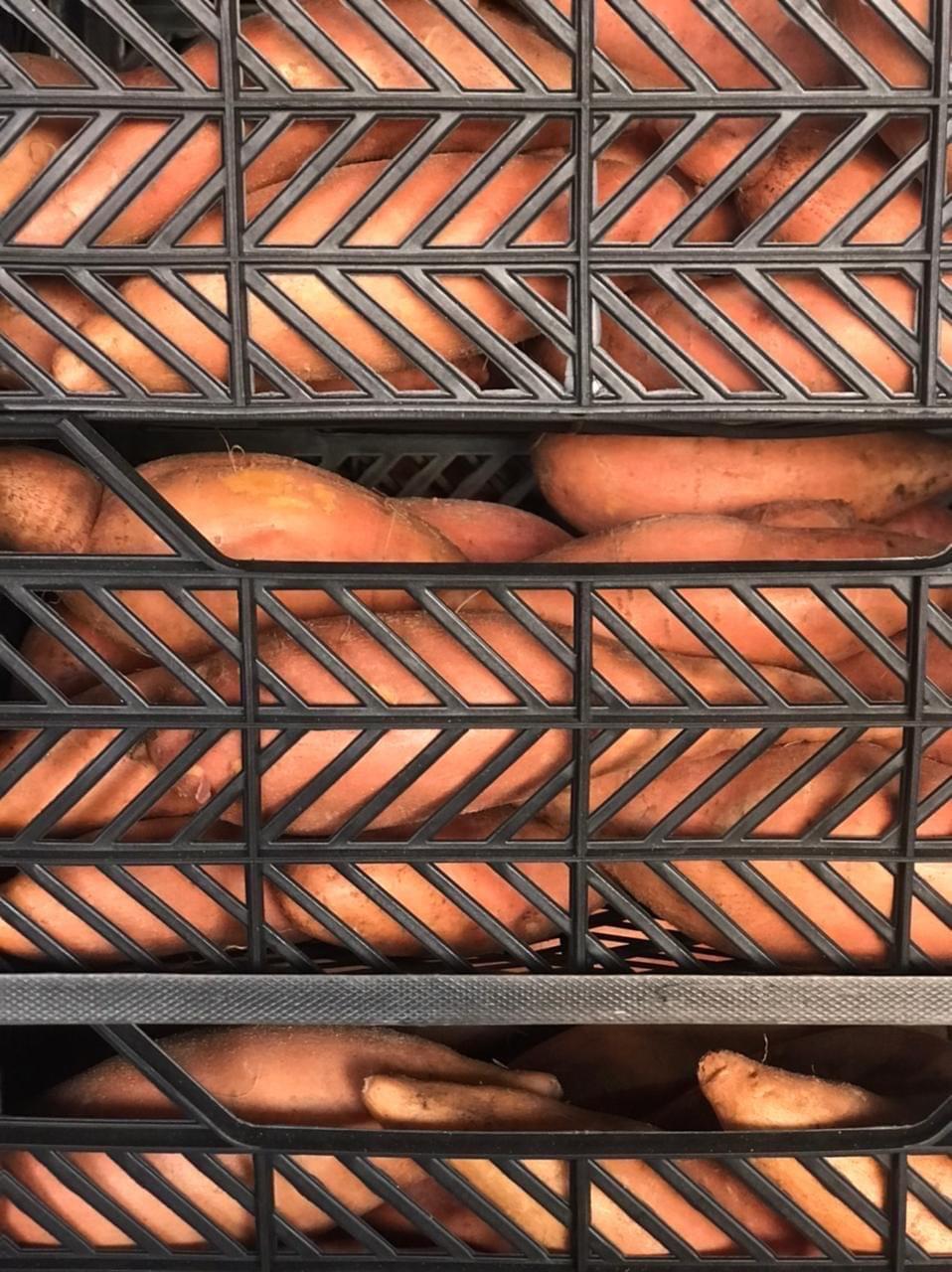 rganic-Egyptian-Sweet-Potatoes-Closeup