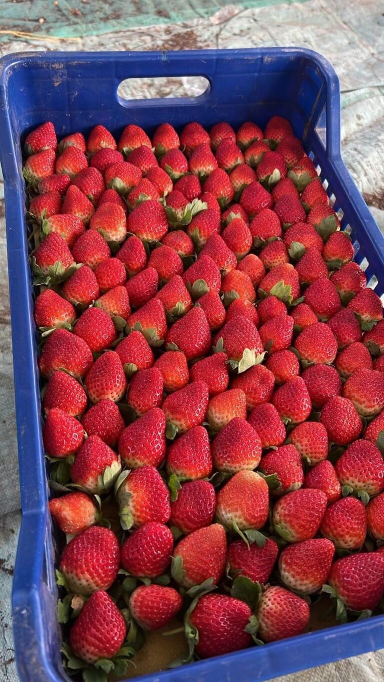 egyptian-festival-strawberries-fresh-harvest-2025