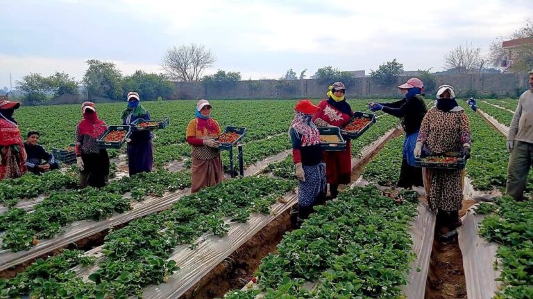 emcocal-supervised-egyptian-strawberries