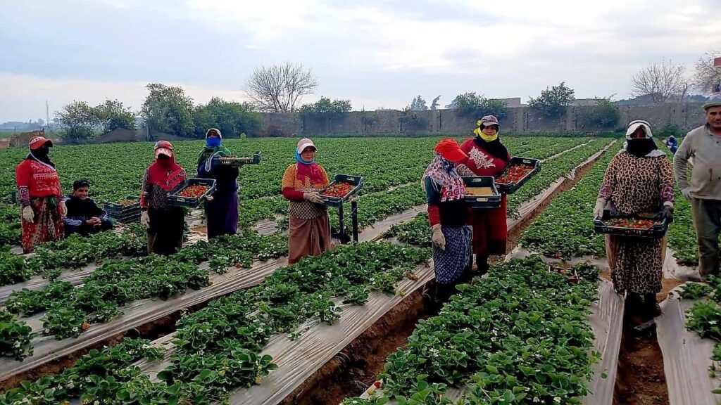 export-quality-egyptian-festival-strawberries