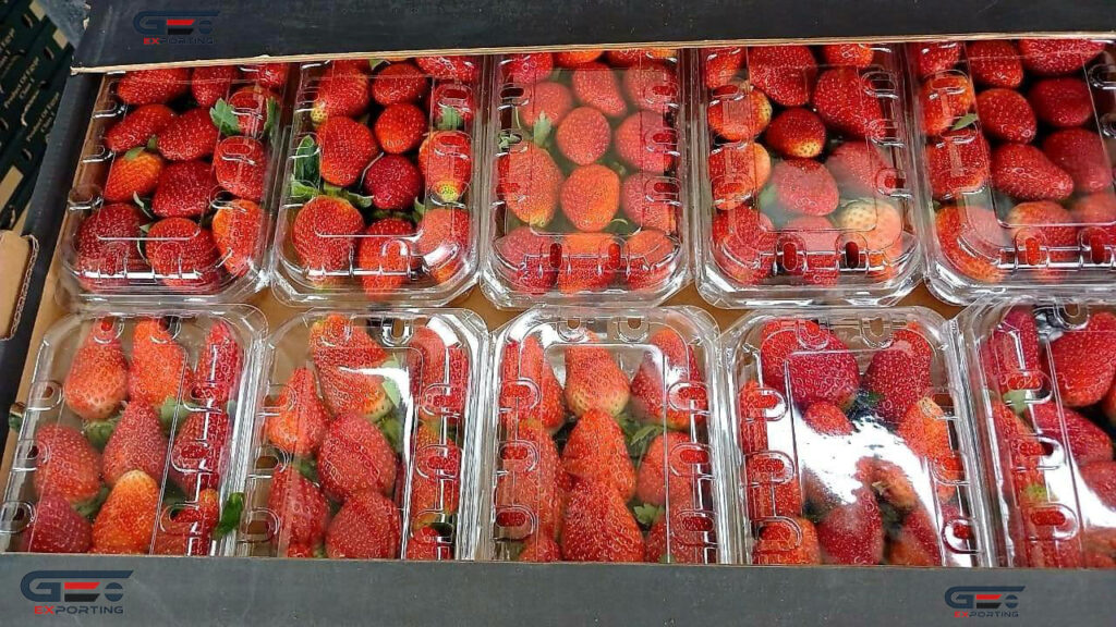 Festival strawberries from Egypt