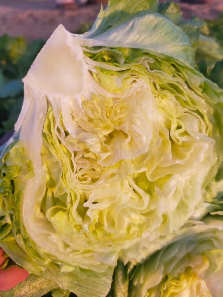 fresh-crisp-iceberg-lettuce-egypt