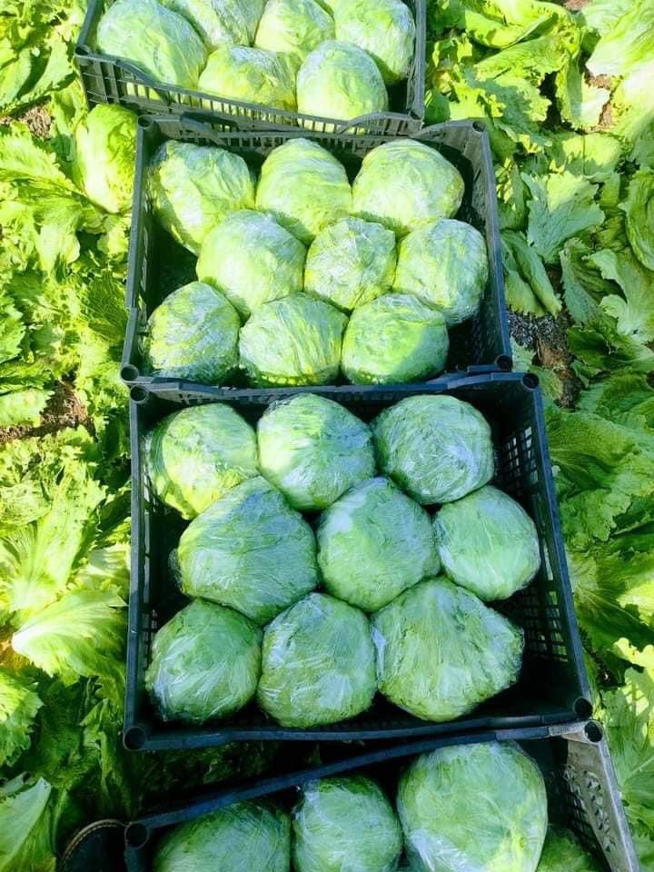 fresh-iceberg-lettuce-export-egypt