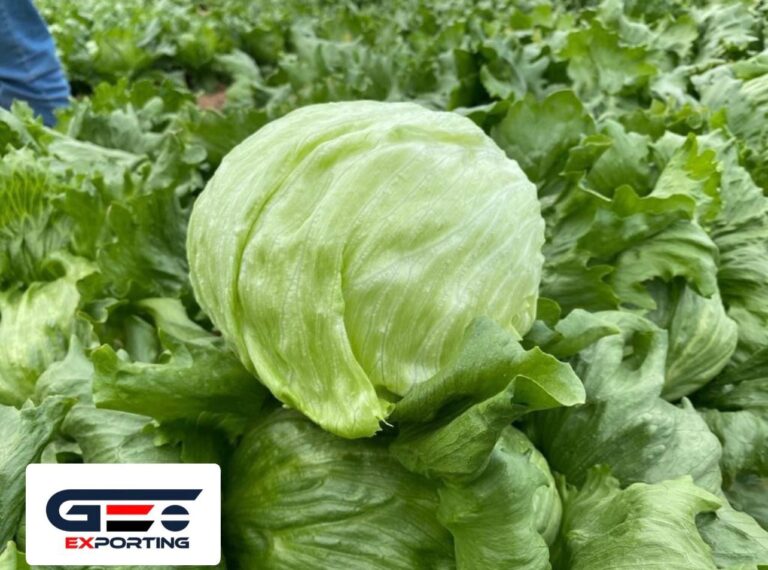 high-quality-iceberg-lettuce-shipped-air-sea