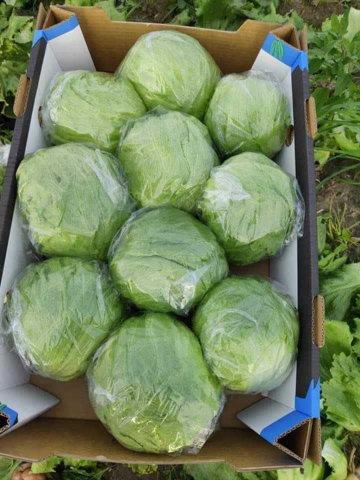 iceberg-lettuce-5kg-open-top-cartons