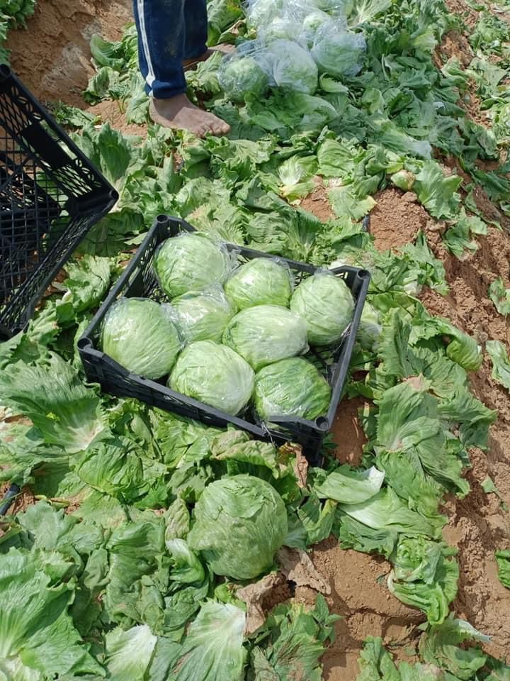 iceberg-lettuce-export-container-capacity