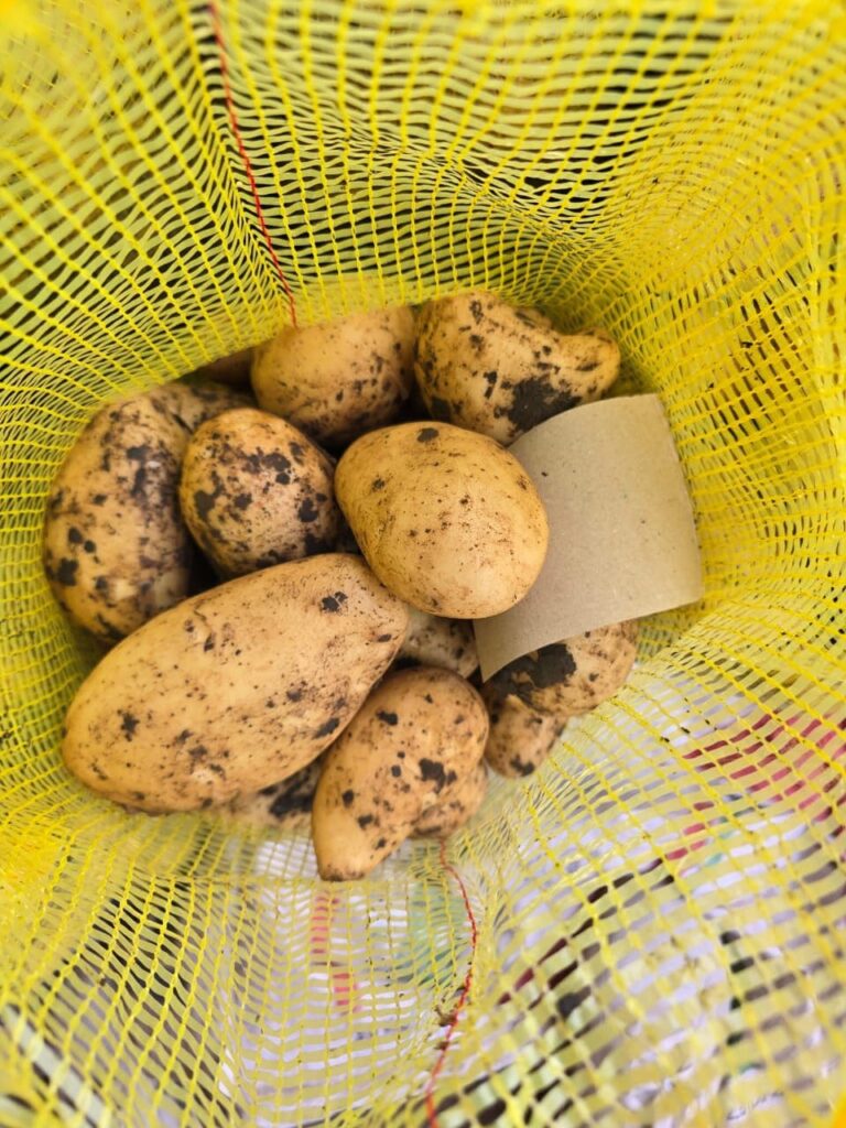 egyptian-potatoes-for-european-supermarkets