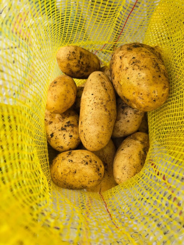 egyptian-table-potatoes-export