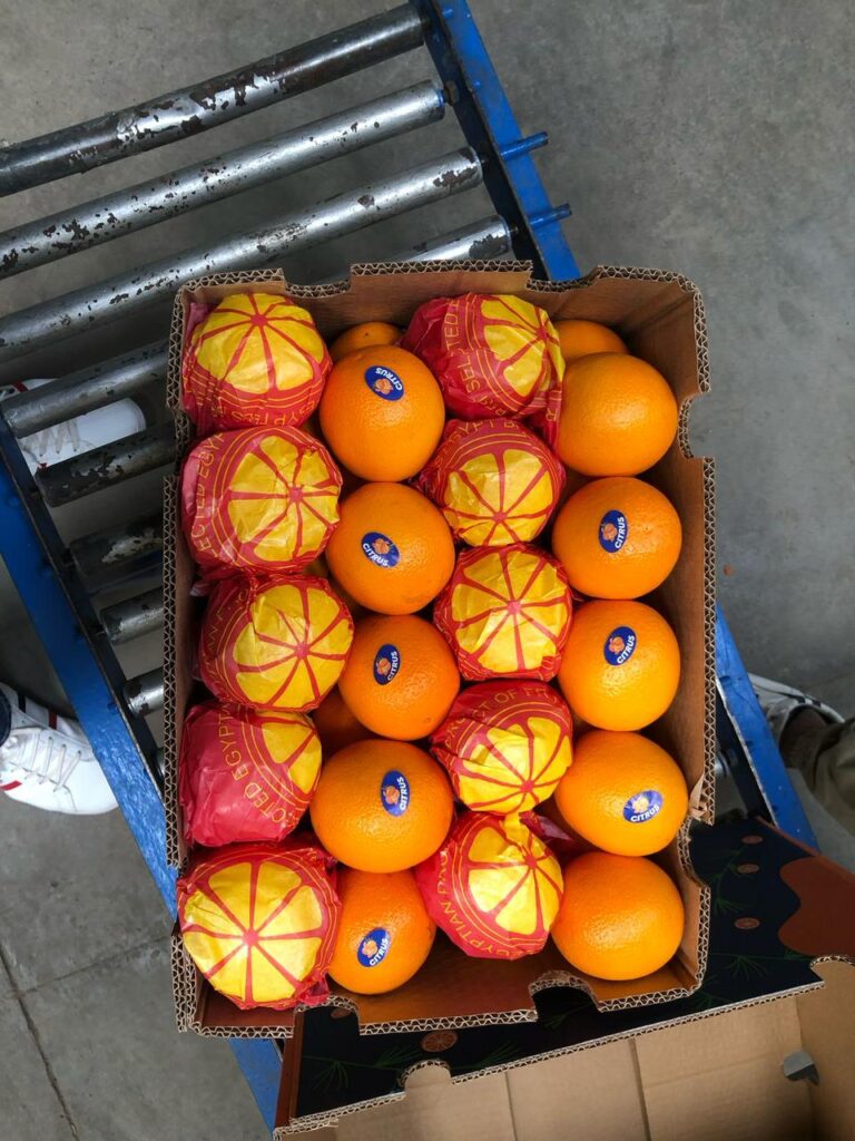 Egyptian oranges export