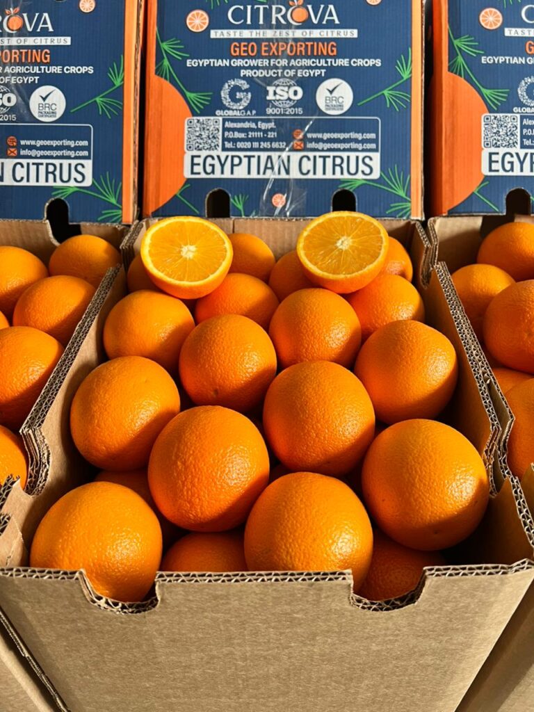 Exporting Egyptian citrus worldwide