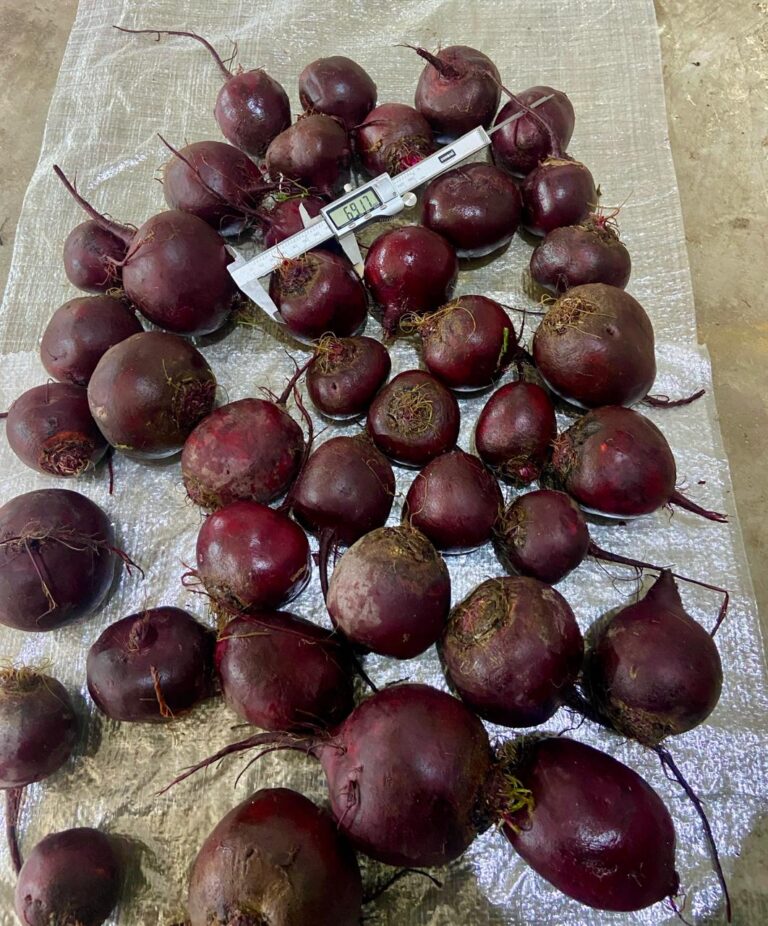 Quality Beets from Egypt
