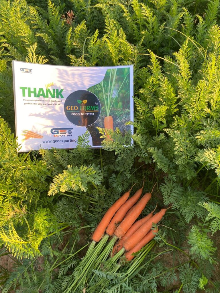 Certified and Assesed Farm of Carrots
