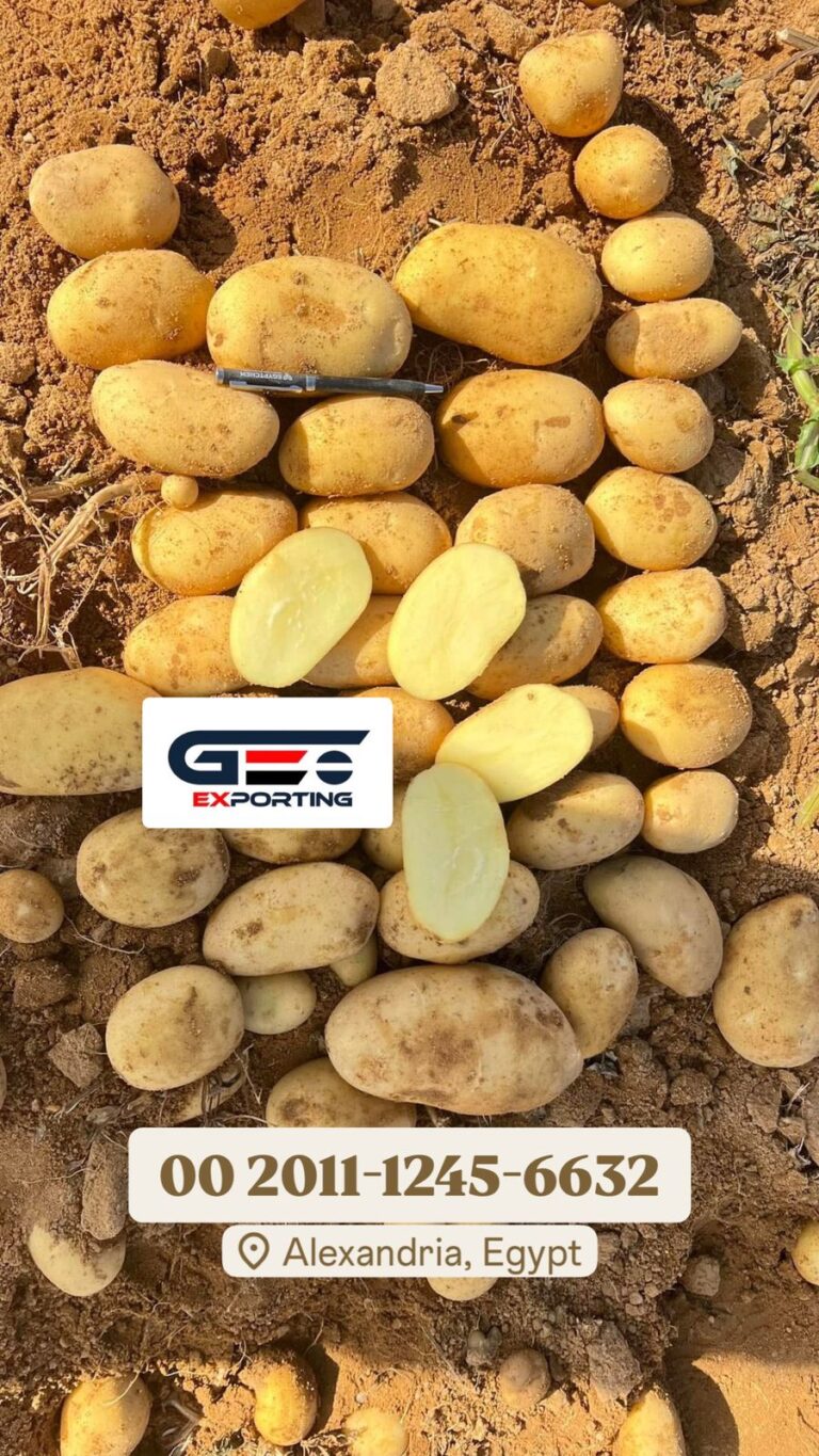 Premium Egyptian Potatoes – Unrivaled Quality for Global Trade