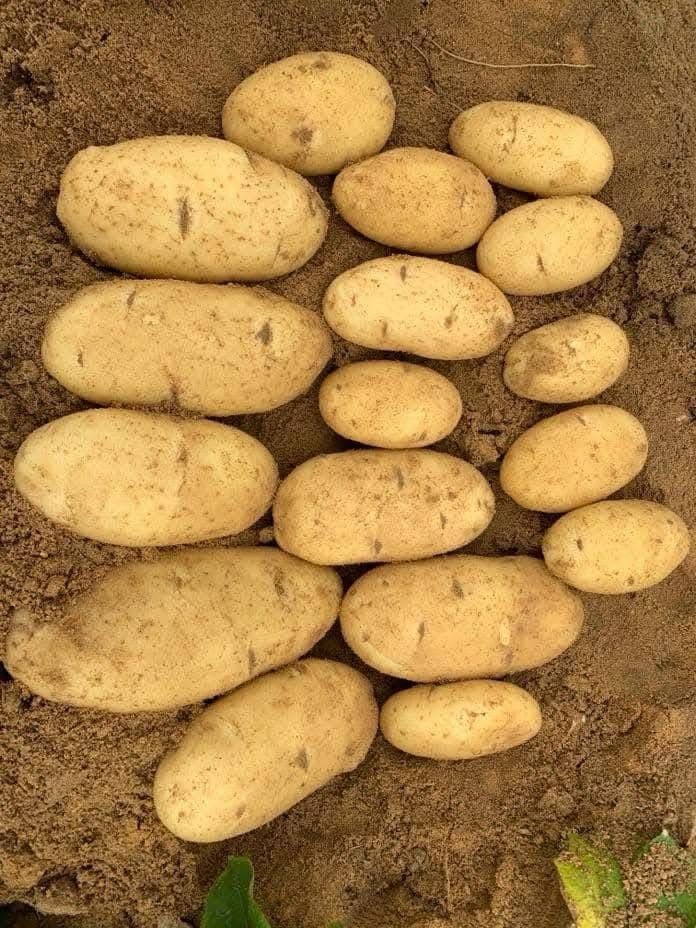 Export Quality Egyptian Table Potatoes