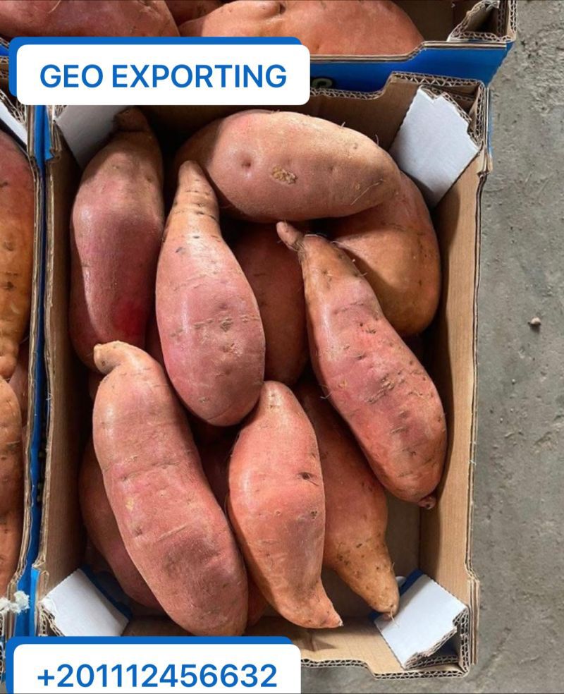 Exportation patate douce egypte fraiche