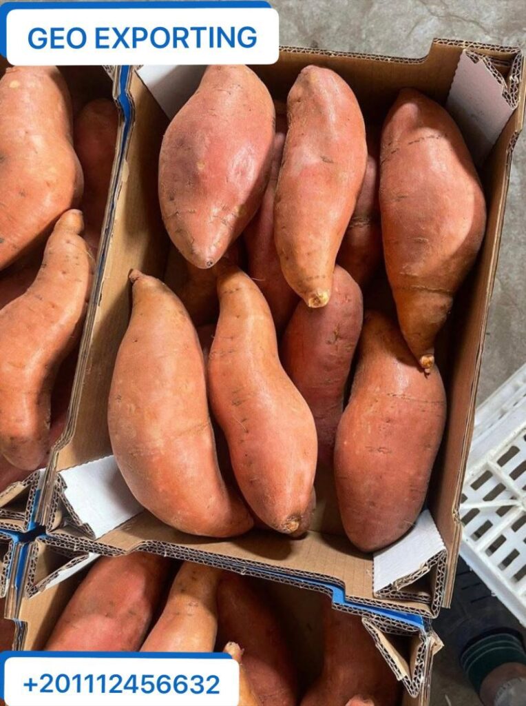 Patate Douce Fraîche D Égypte