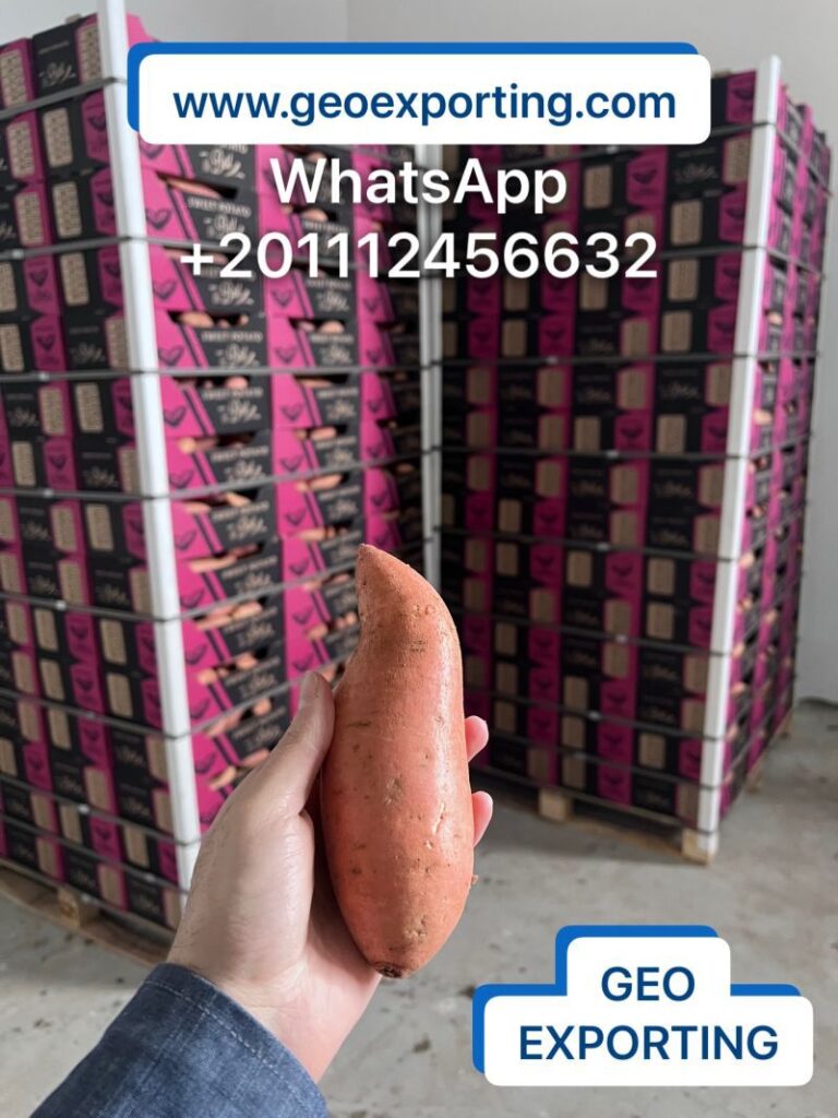 Récolte Patate Douce Export