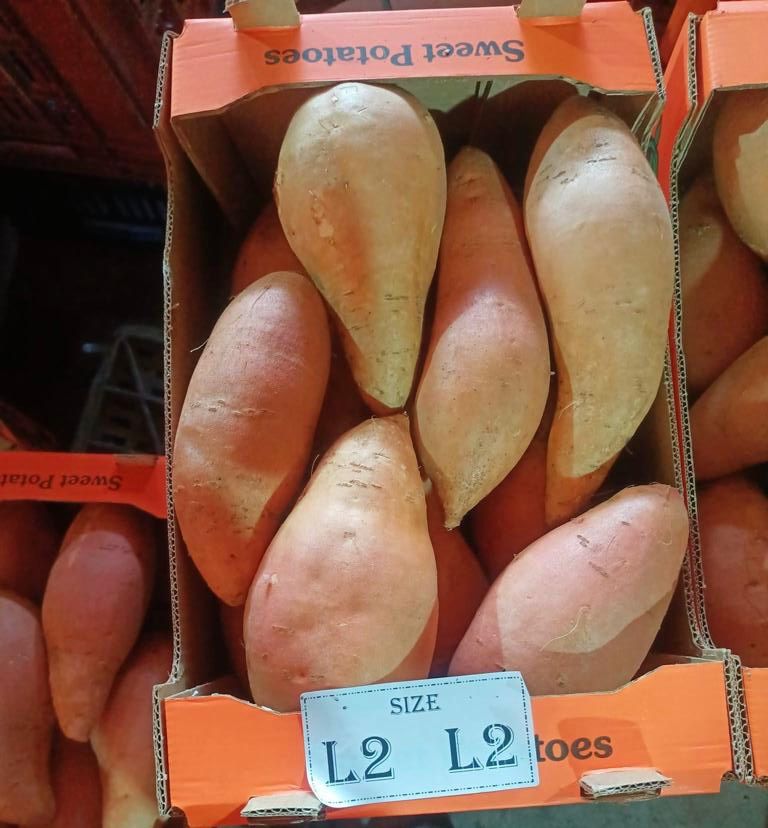Tubercules Sucrés Cultivés En Égypte