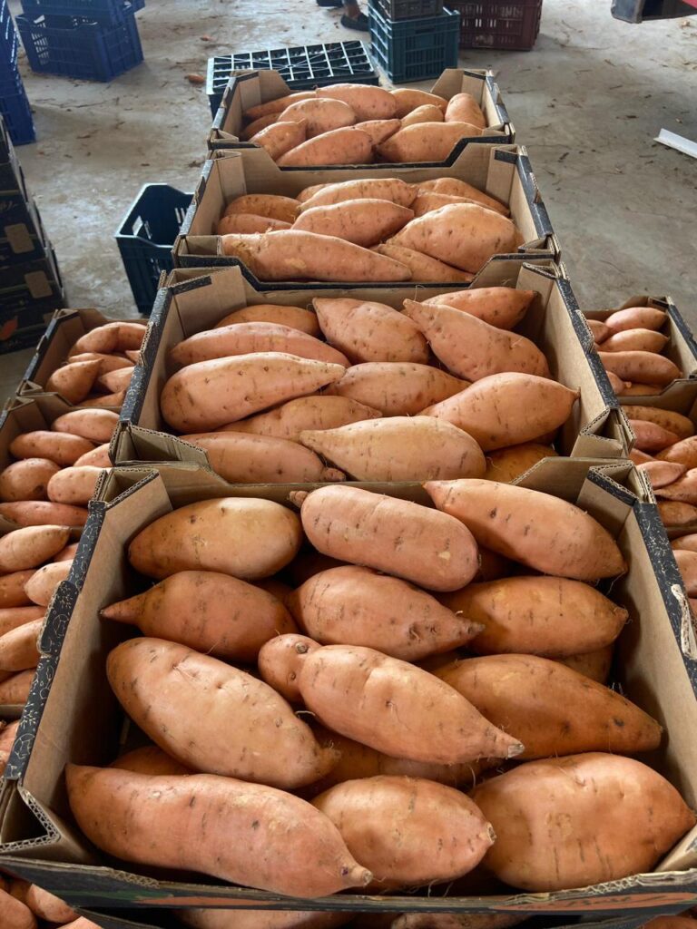 egyptian orange flesh sweet potato