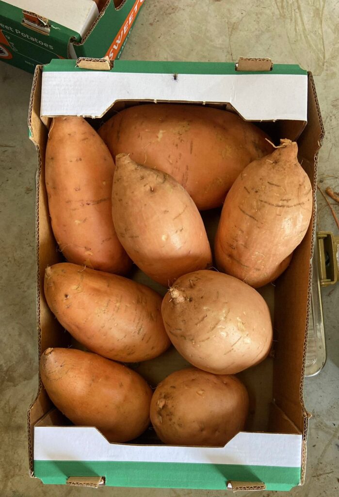 fresh egyptian sweet potatoes export