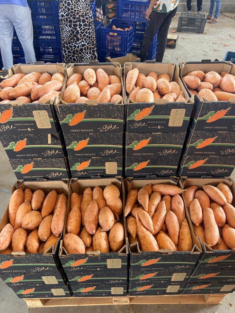 manual sorting sweet potatoes packing