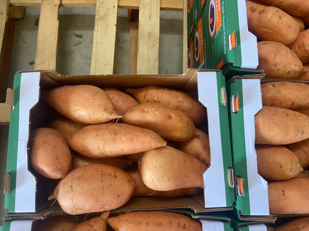 premium Sweet Potato Packing EGYPT - GEO EXPORTING