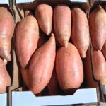 Sweet Potato Class 1 EGYPT from GEO EXPORTING