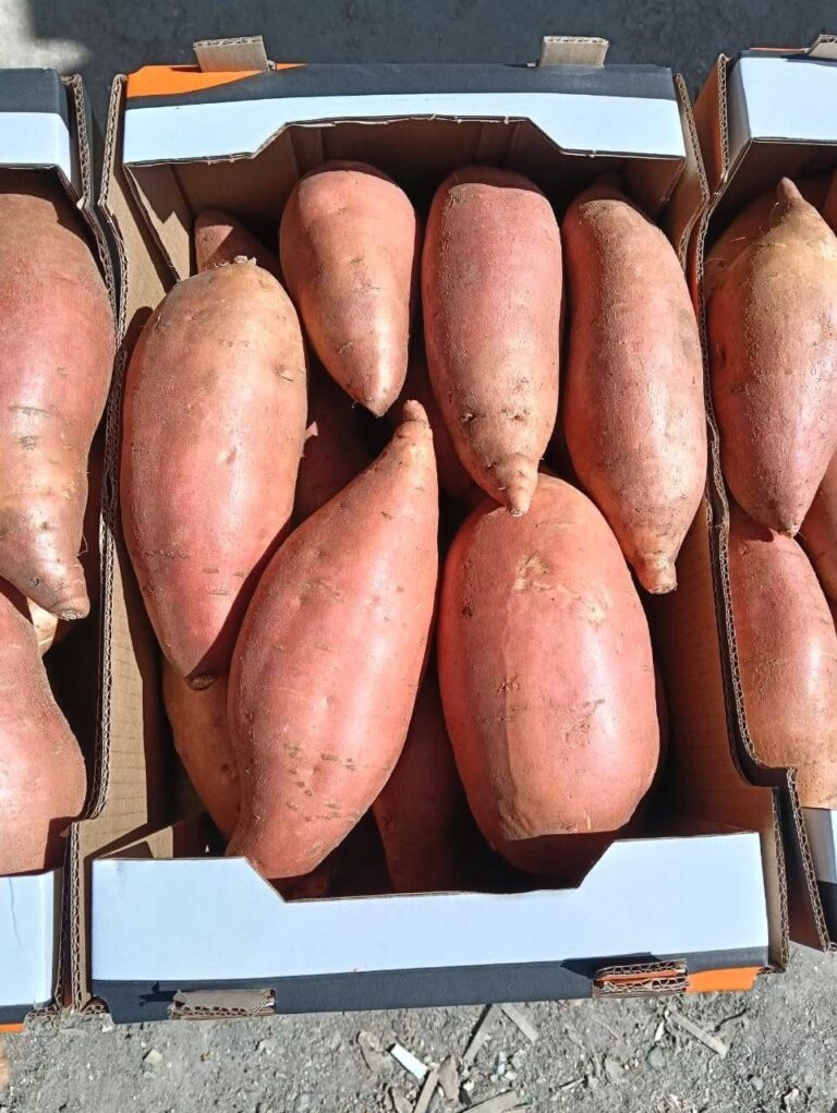 Fresh Sweet Potato Export from Egypt